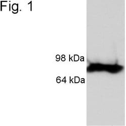 Invitrogen™ Versican V0, V1 Neo Polyclonal Antibody