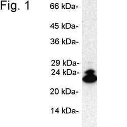 Invitrogen PSMB9 Polyclonal Antibody 100 &mu;g; Unconjugated:Antibodies,
