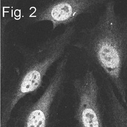 Invitrogen PSMA5 Polyclonal Antibody 100 &mu;g; Unconjugated:Antibodies,