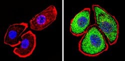 Invitrogen&trade;&nbsp;THRA Polyclonal Antibody