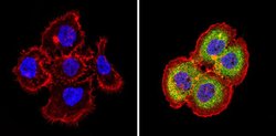 Invitrogen THRB Polyclonal Antibody 100 &mu;L; Unconjugated:Antibodies,