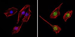 Invitrogen THRA Polyclonal Antibody 200 &mu;g; Unconjugated:Antibodies,