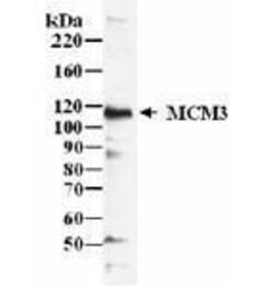 MCM3, Polyclonal, Invitrogen 50&mu;L; Unconjugated:Antibodies, Polyclonal