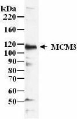 MCM3, Polyclonal, Invitrogen 50&mu;L; Unconjugated:Antibodies, Polyclonal