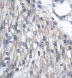 GAS41 Polyclonal Antibody, Invitrogen 50 &mu;g; Unconjugated:Antibodies,