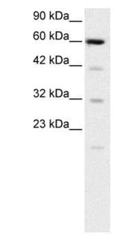 SLC30A9 Polyclonal Antibody, Invitrogen 50 &mu;g; Unconjugated:Antibodies,