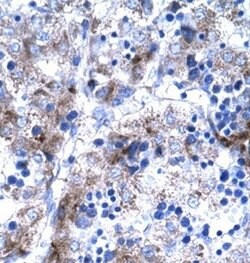 PC4 Polyclonal Antibody, Invitrogen 100 &mu;g | Buy Online | Invitrogen | Fisher Scientific