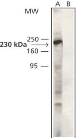 MYO9B Polyclonal Antibody, Invitrogen 100 &mu;L; Unconjugated:Anticuerpos