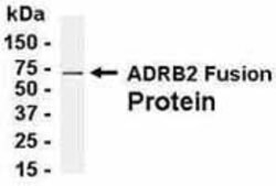 beta-2 Adrenergic Receptor, Polyclonal, Invitrogen 50 &mu;g | Buy Online | Thermo Scientific | Fisher Scientific