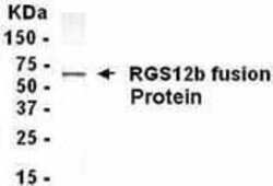 RGS12, Polyclonal, Invitrogen 50&mu;g; Unconjugated:Antibodies, Polyclonal