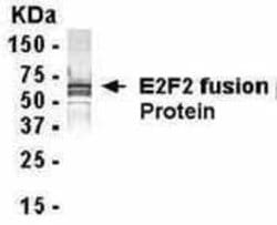 E2F2, Polyclonal, Invitrogen 50 &mu;g | Buy Online | Thermo Scientific | Fisher Scientific