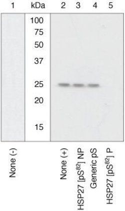 Phospho-HSP27 (Ser82), Polyclonal, Invitrogen 50&mu;L; Unconjugated:Antibodies,