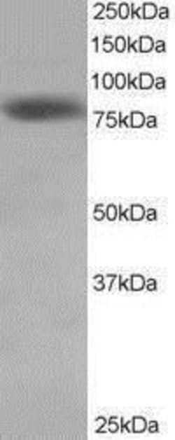 HEC1 Goat anti-Human, Polyclonal, Invitrogen 100 &mu;g; Unconjugated:Antibodies,