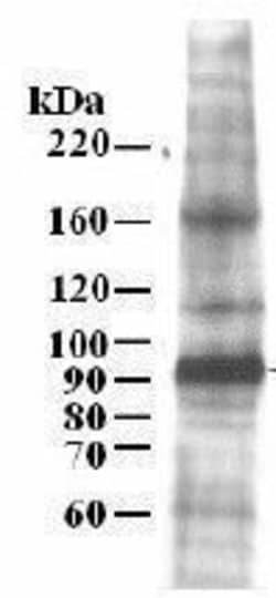MCM7, Polyclonal, Invitrogen 50 &mu;L | Buy Online | Thermo Scientific | Fisher Scientific