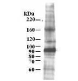 MCM7, Polyclonal, Invitrogen 50 &mu;L | Buy Online | Thermo Scientific | Fisher Scientific