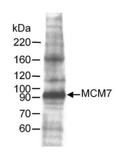 MCM7, Polyclonal, Invitrogen 50 &mu;L | Buy Online | Thermo Scientific | Fisher Scientific