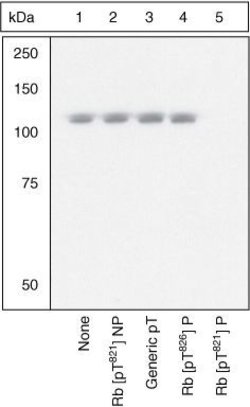 Phospho-Rb (Ser249), Polyclonal, Invitrogen 50&mu;L; Unconjugated:Antibodies,