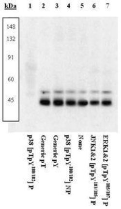 Phospho-p38 MAPK alpha (Thr180, Tyr182), Polyclonal, Invitrogen 50&mu;L;