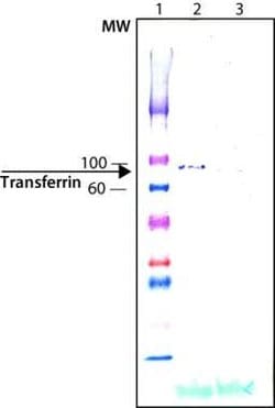 Transferrin Polyclonal Antibody, Invitrogen 50 &mu;g | Buy Online | Thermo Scientific | Fisher Scientific