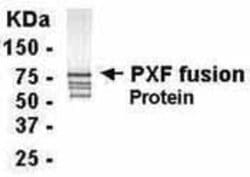 PEX19, Polyclonal, Invitrogen 50&mu;g; Unconjugated:Antibodies, Polyclonal