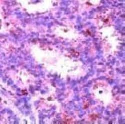 ERK2, Polyclonal, Invitrogen 7mL; Unconjugated:Antibodies, Polyclonal