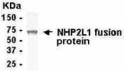 NHP2L1, Polyclonal, Invitrogen 50 &mu;g | Buy Online | Thermo Scientific | Fisher Scientific