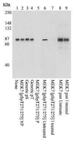 Phospho-MEK7 (Ser271, Thr275), Polyclonal, Invitrogen 50&mu;L; Unconjugated:Antibodies,
