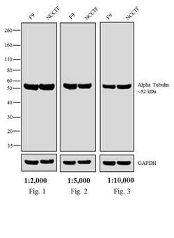Invitrogen F(ab')2-Goat anti-Rat IgG Fc Secondary Antibody, AP 250 &mu;g;