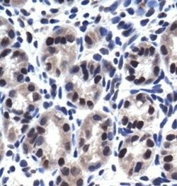 SP7 Polyclonal Antibody, Invitrogen 50 &mu;g; Unconjugated:Antibodies,