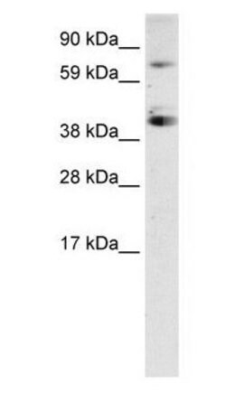 SP7 Polyclonal Antibody, Invitrogen 50 &mu;g; Unconjugated:Antibodies,
