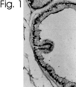 Invitrogen Estrogen Receptor alpha Polyclonal Antibody 50 &mu;g; Unconjugated:Antibodies,