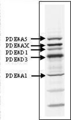 PDE4A Polyclonal Antibody, Invitrogen 100 &mu;g; Unconjugated:Antistoffer