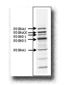 PDE4A Polyclonal Antibody, Invitrogen 100 &mu;g; Unconjugated:Antistoffer