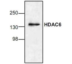 HDAC6 Rabbit anti-Human, Mouse, Rat, Polyclonal, Invitrogen 100 &mu;g;