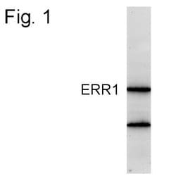 Invitrogen ESRRA Polyclonal Antibody 100 &mu;g; Unconjugated:Antibodies,