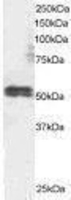 TFEB Polyclonal Antibody, Invitrogen 50 &mu;g; Unconjugated:Antibodies,