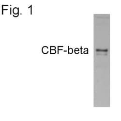 Invitrogen CBF beta Polyclonal Antibody 100 &mu;g; Unconjugated:Antibodies,