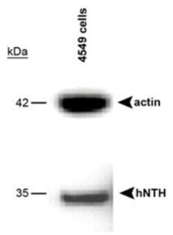 NTHL1 Polyclonal Antibody, Invitrogen 100 &mu;L | Buy Online | Thermo Scientific | Fisher Scientific