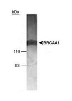 BRCAA1 Polyclonal Antibody, Invitrogen 100 &mu;g | Buy Online | Thermo Scientific | Fisher Scientific