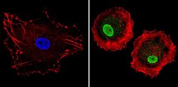 Invitrogen LXR alpha Polyclonal Antibody 200 &mu;g; Unconjugated:Antibodies,