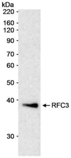 RFC3, Polyclonal, Invitrogen 50 &mu;g | Buy Online | Thermo Scientific | Fisher Scientific