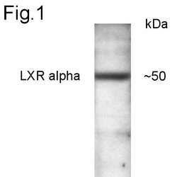 LXR alpha, Polyclonal, Invitrogen 100&mu;g; Unconjugated:Antibodies, Polyclonal