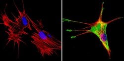Invitrogen SREBP1 Polyclonal Antibody 100 &mu;g; Unconjugated:Antibodies,
