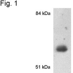 Invitrogen CYP1A2 Polyclonal Antibody 100 &mu;L; Unconjugated:Antibodies,