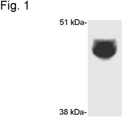 Invitrogen CYP3A4 Polyclonal Antibody 100 &mu;L; Unconjugated:Antibodies,