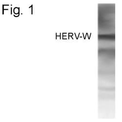 Invitrogen Human Endogenous Retrovirus Polyclonal Antibody 100 &mu;g; Unconjugated:Antibodies,