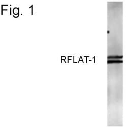 Invitrogen RFLAT-1 Polyclonal Antibody 100 &mu;g; Unconjugated:Antibodies,