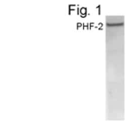 Invitrogen PHF2 Polyclonal Antibody 100 &mu;g; Unconjugated:Antibodies,