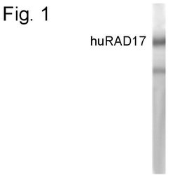 Invitrogen RAD17 Polyclonal Antibody 100 &mu;g; Unconjugated:Antibodies,