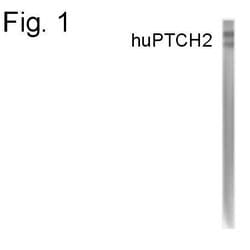 Invitrogen PTCH2 Polyclonal Antibody 100 &mu;g; Unconjugated:Antibodies,
